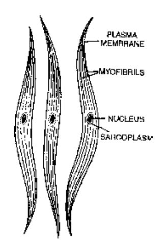 Nervous Tissue